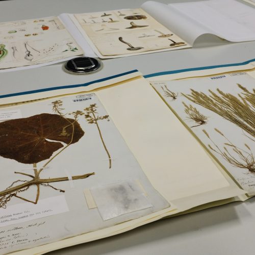 Cambridge University Herbarium gains national significance accolade