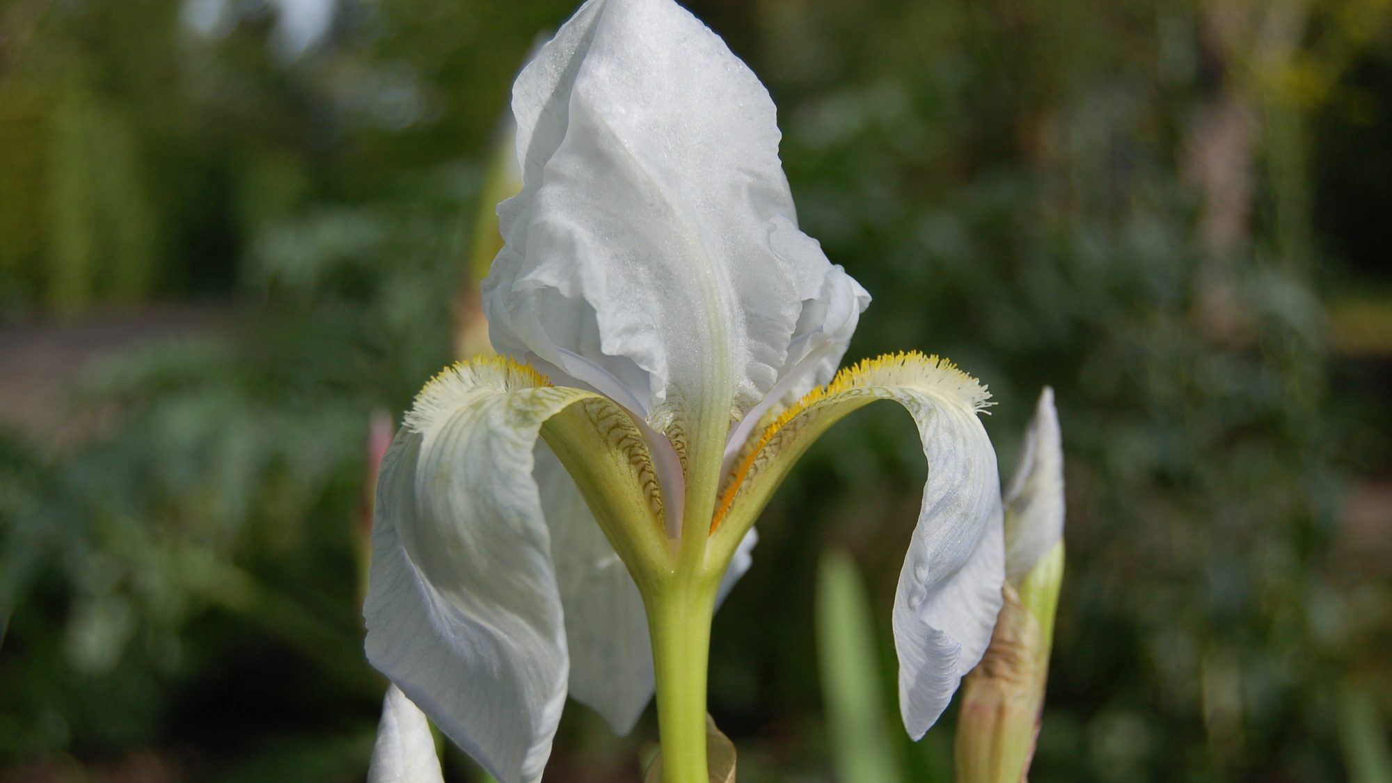 Iris germanica var. florentina