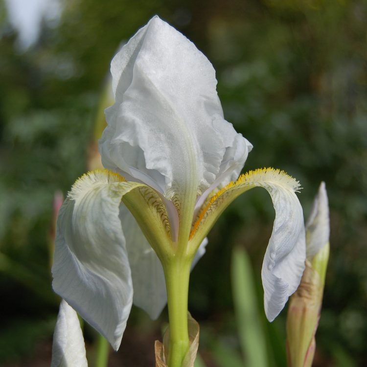 Iris germanica var. florentina
