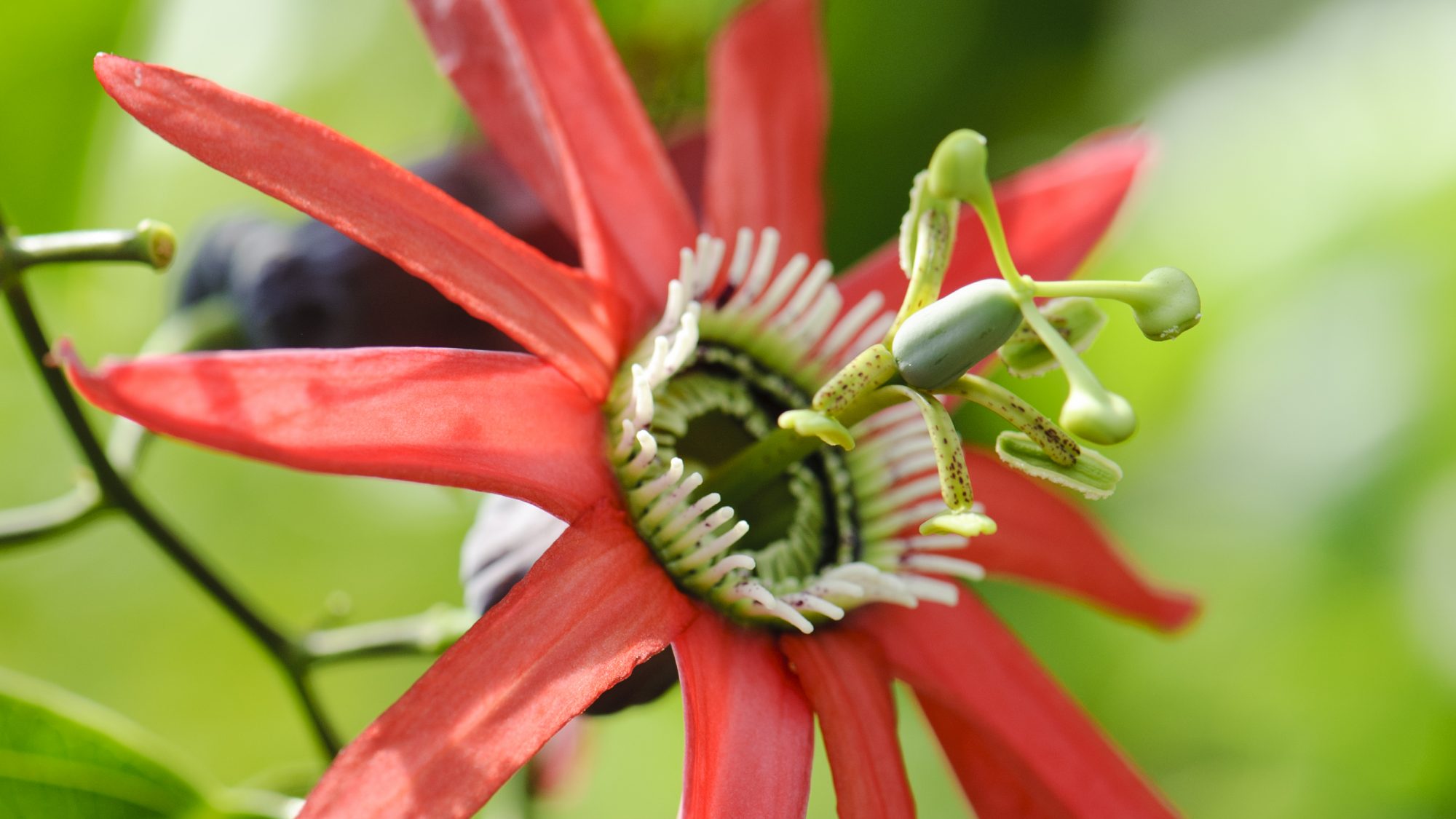 A red passionflower against a background of green leaves