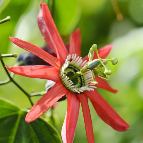 Exploring tropical botany