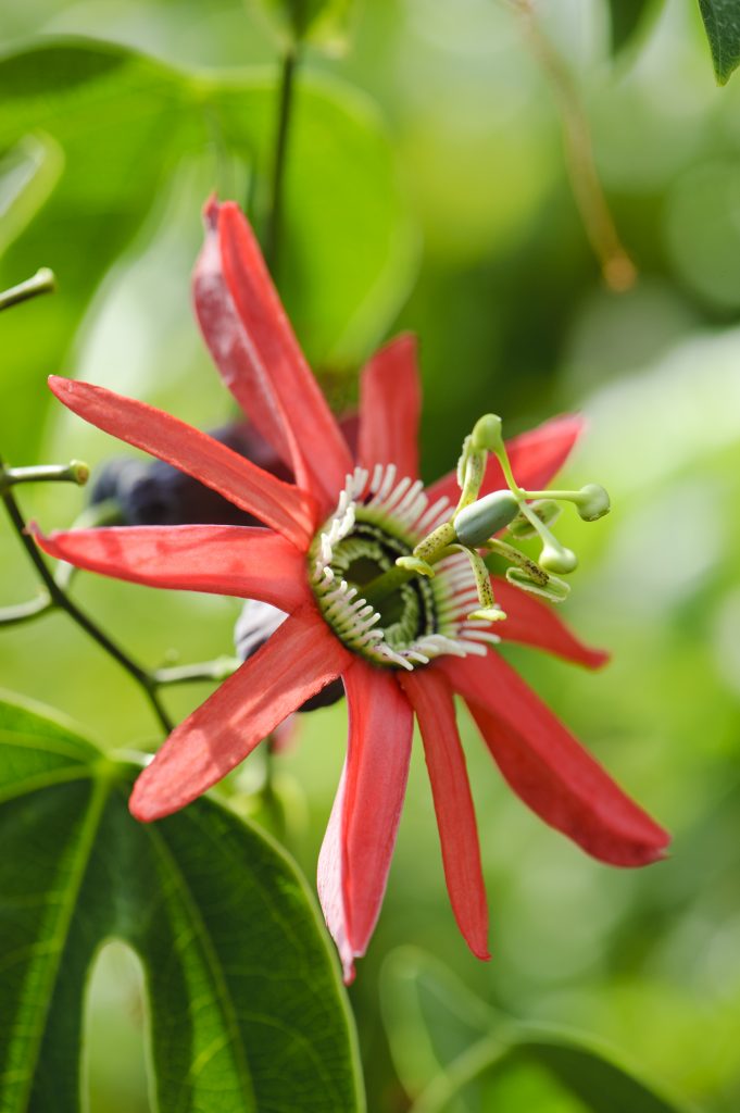 a close up photograph of Passiflora racemosa in bloom