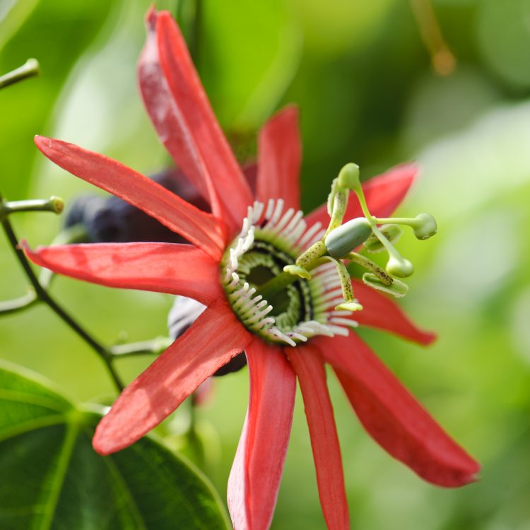 What makes a plant?
