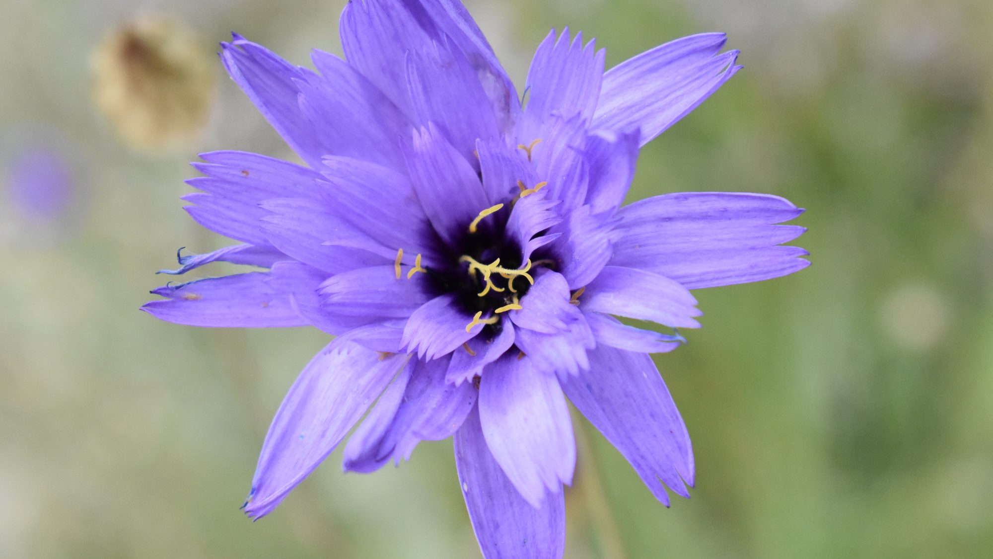 Catananche caerulea