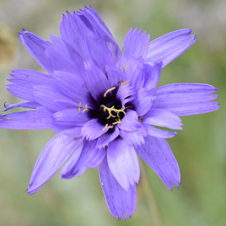 Catananche caerulea