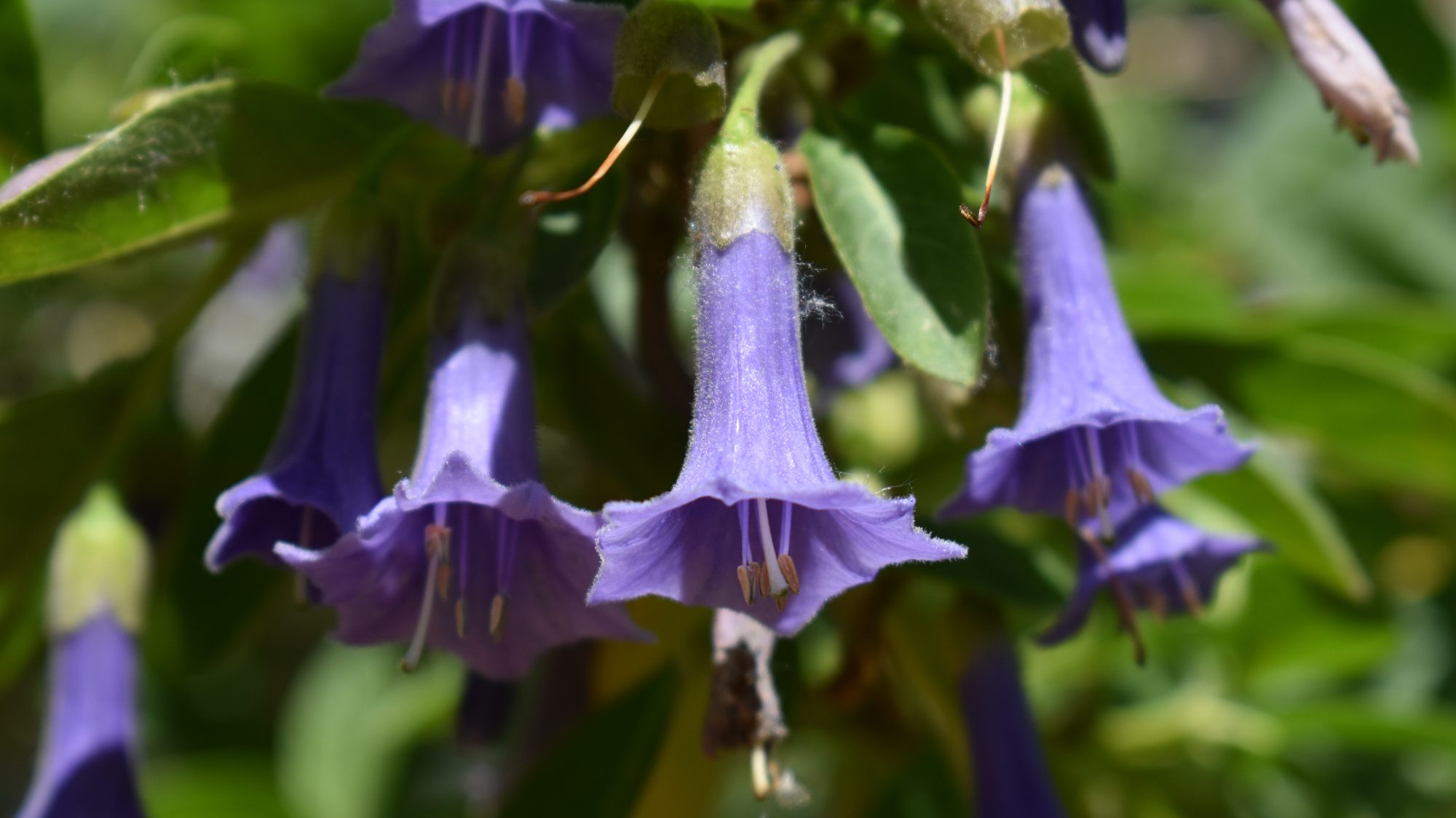 Iochroma australe