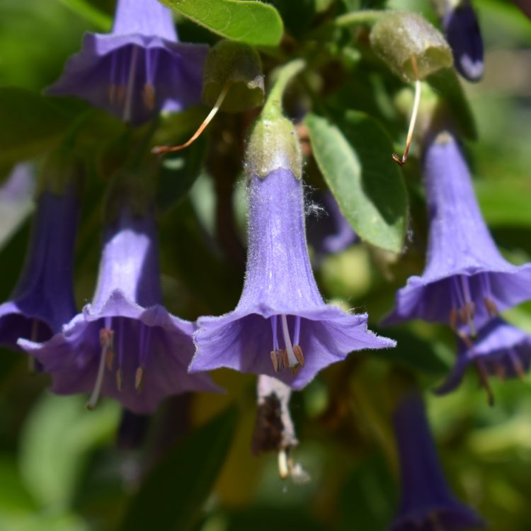 Iochroma australe