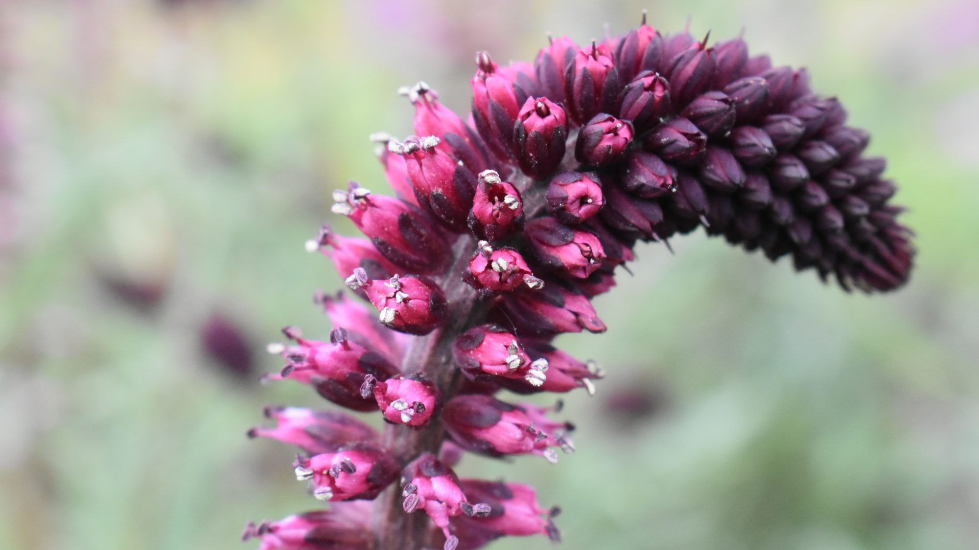 Lysimachia atropurpurea