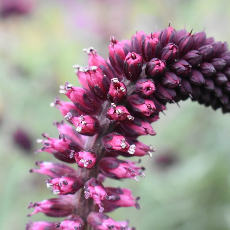 Lysimachia atropurpurea