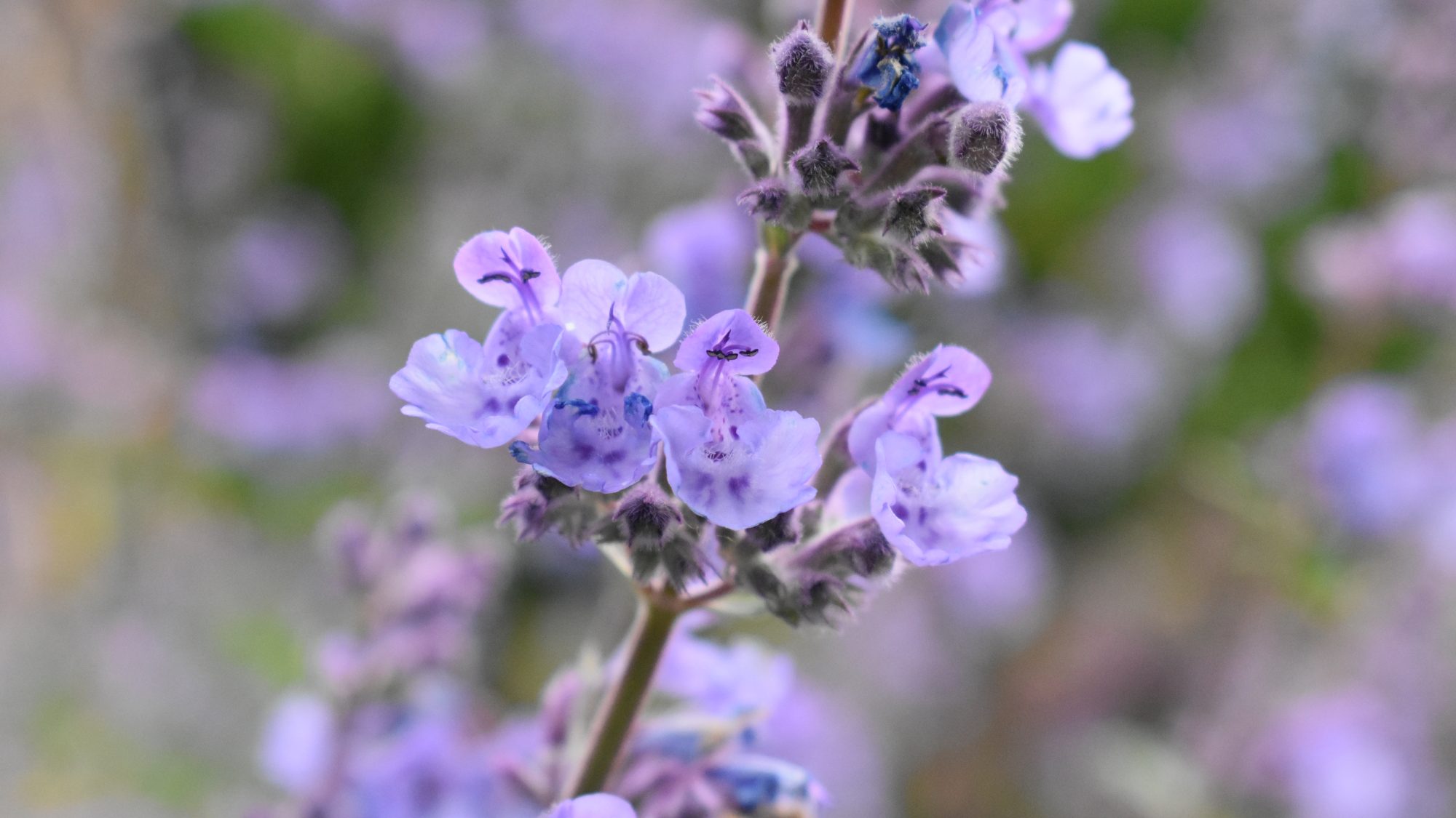 Whorl of mauve-blue flowers.
