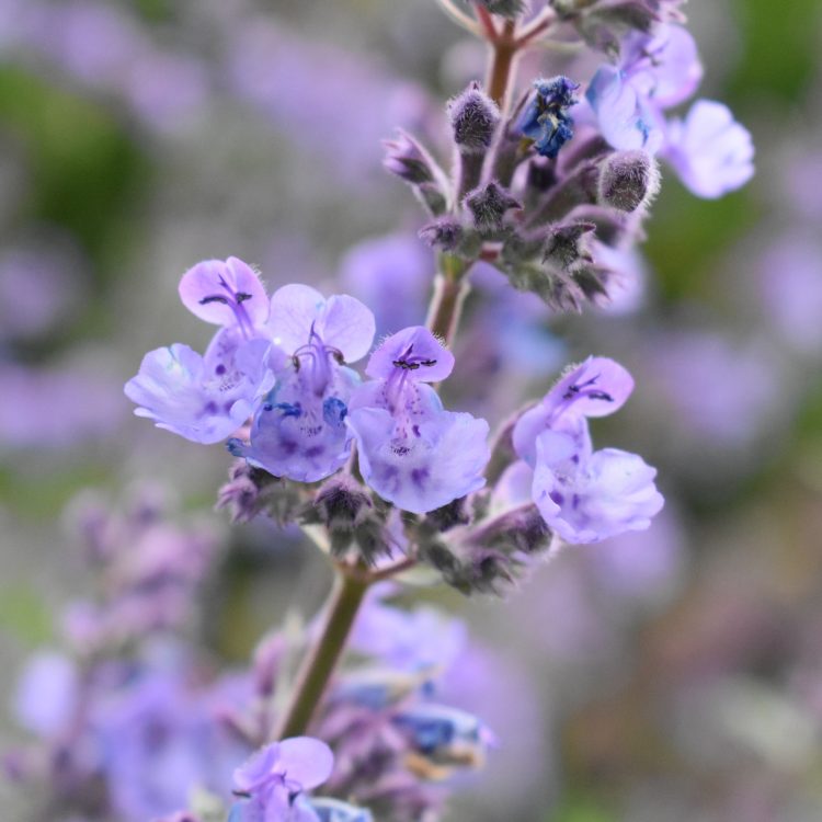 Nepeta racemosa ‘Walker’s Low’