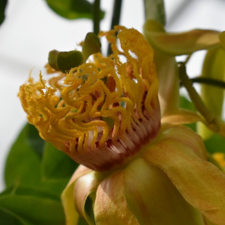 Passiflora cirrhiflora