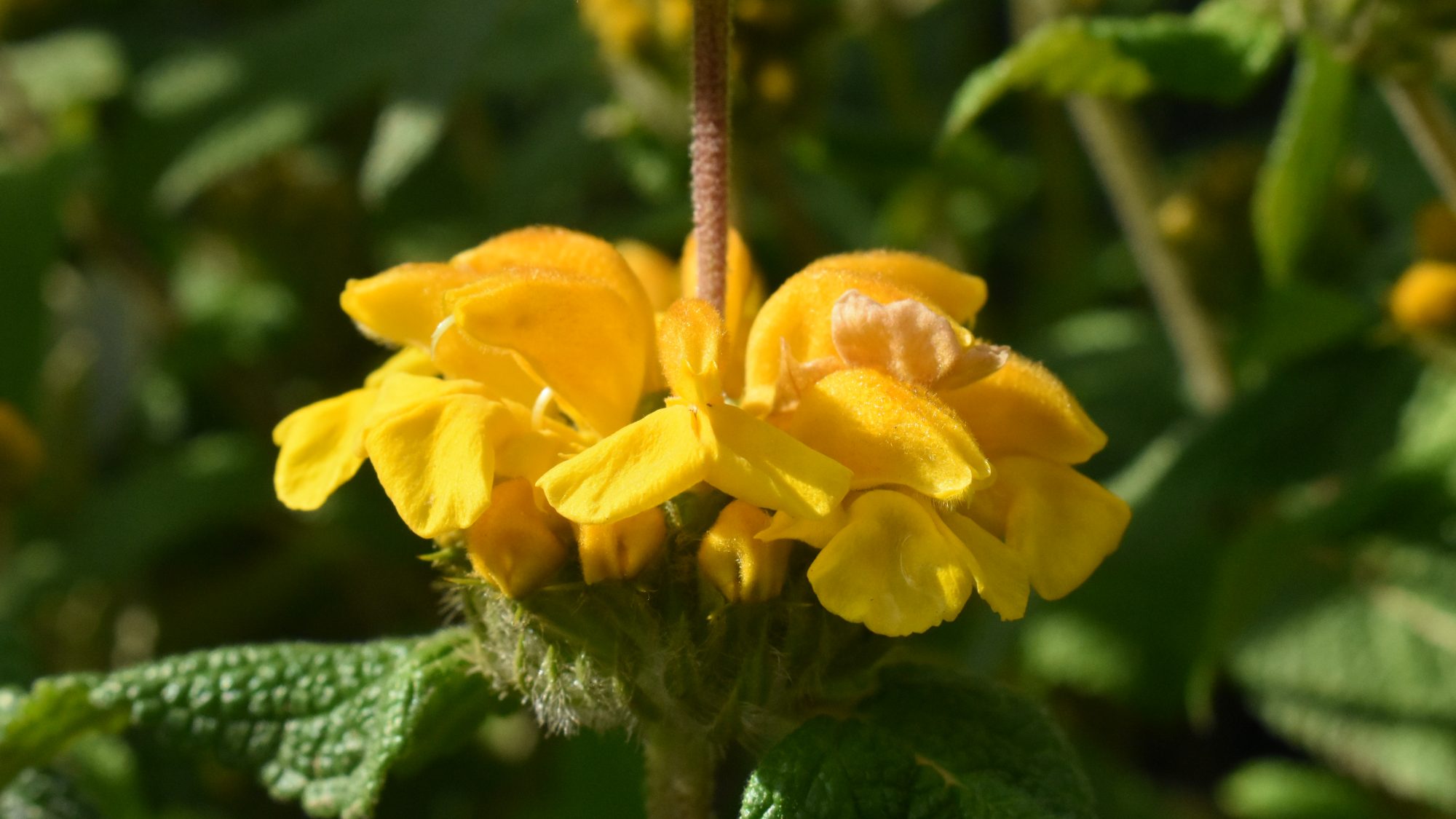 Phlomis longifolia var. longifolia