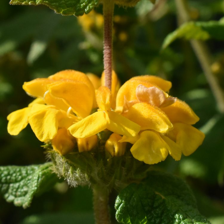 Phlomis longifolia var. longifolia