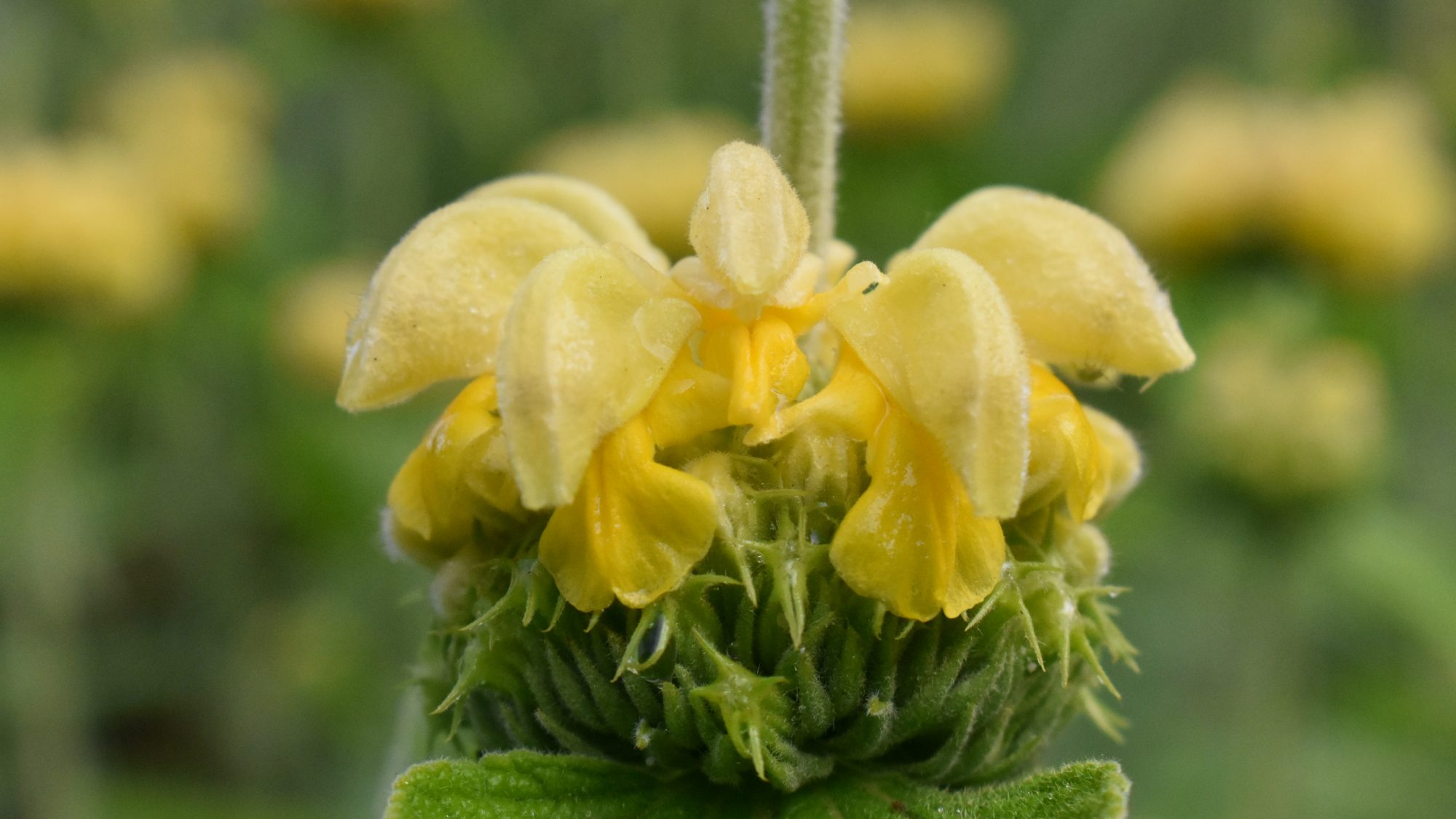 Phlomis russeliana