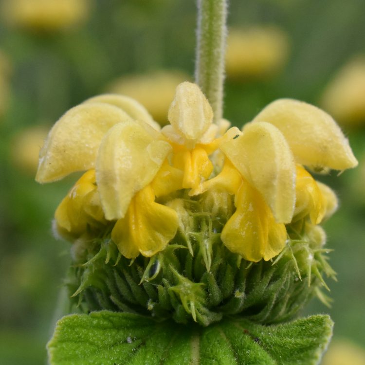Phlomis russeliana