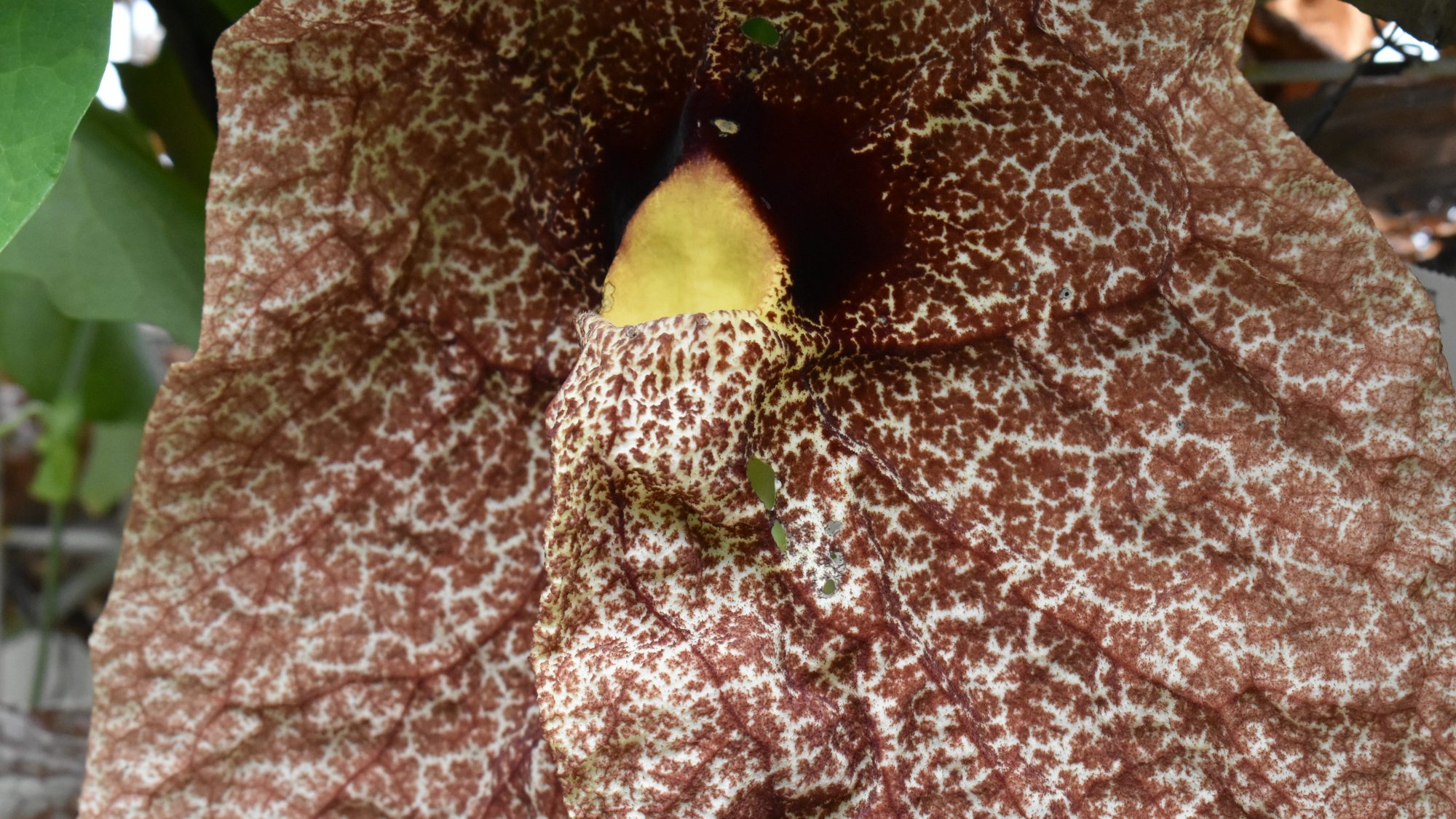 Aristolochia gigantea