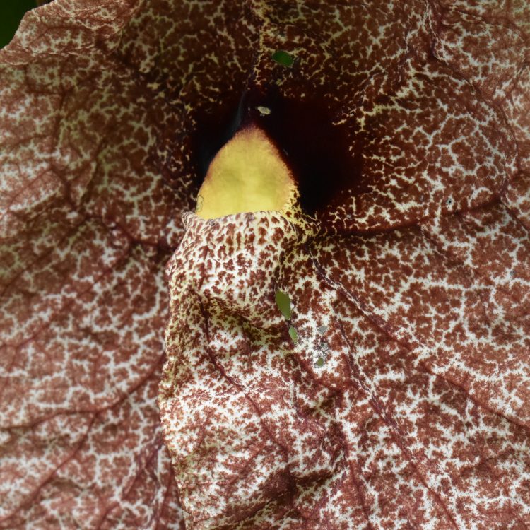 Aristolochia gigantea
