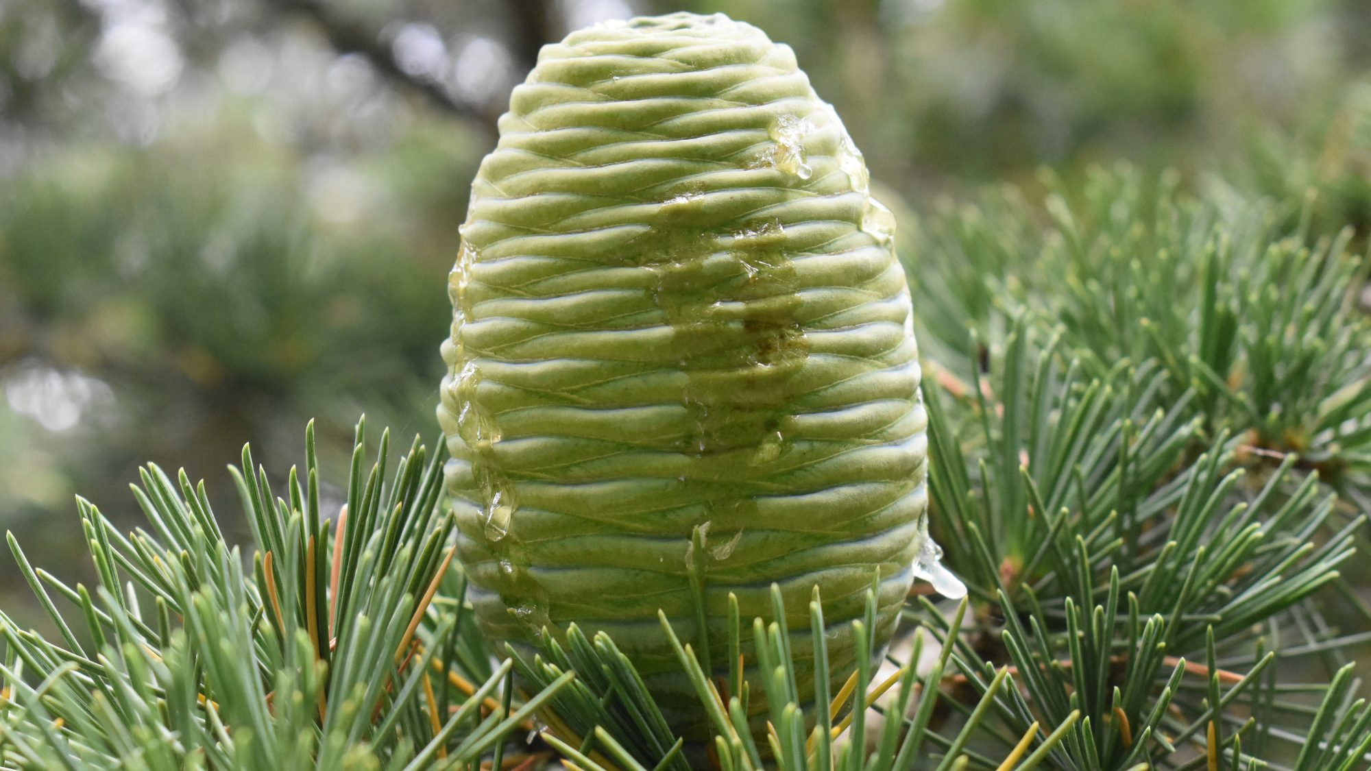 Cedrus deodara 