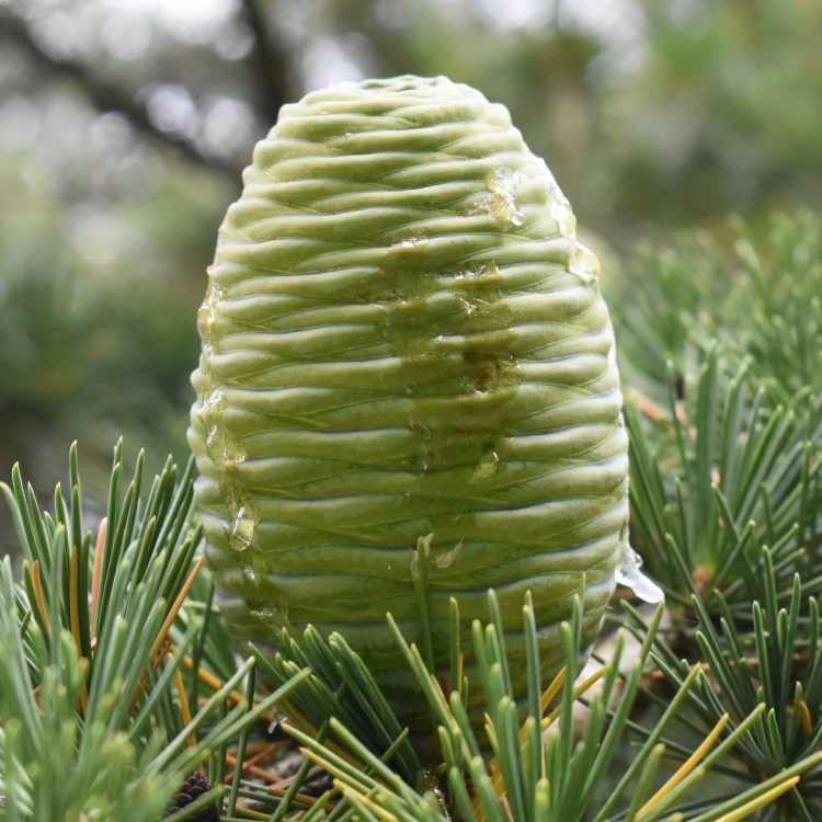 Cedrus deodara