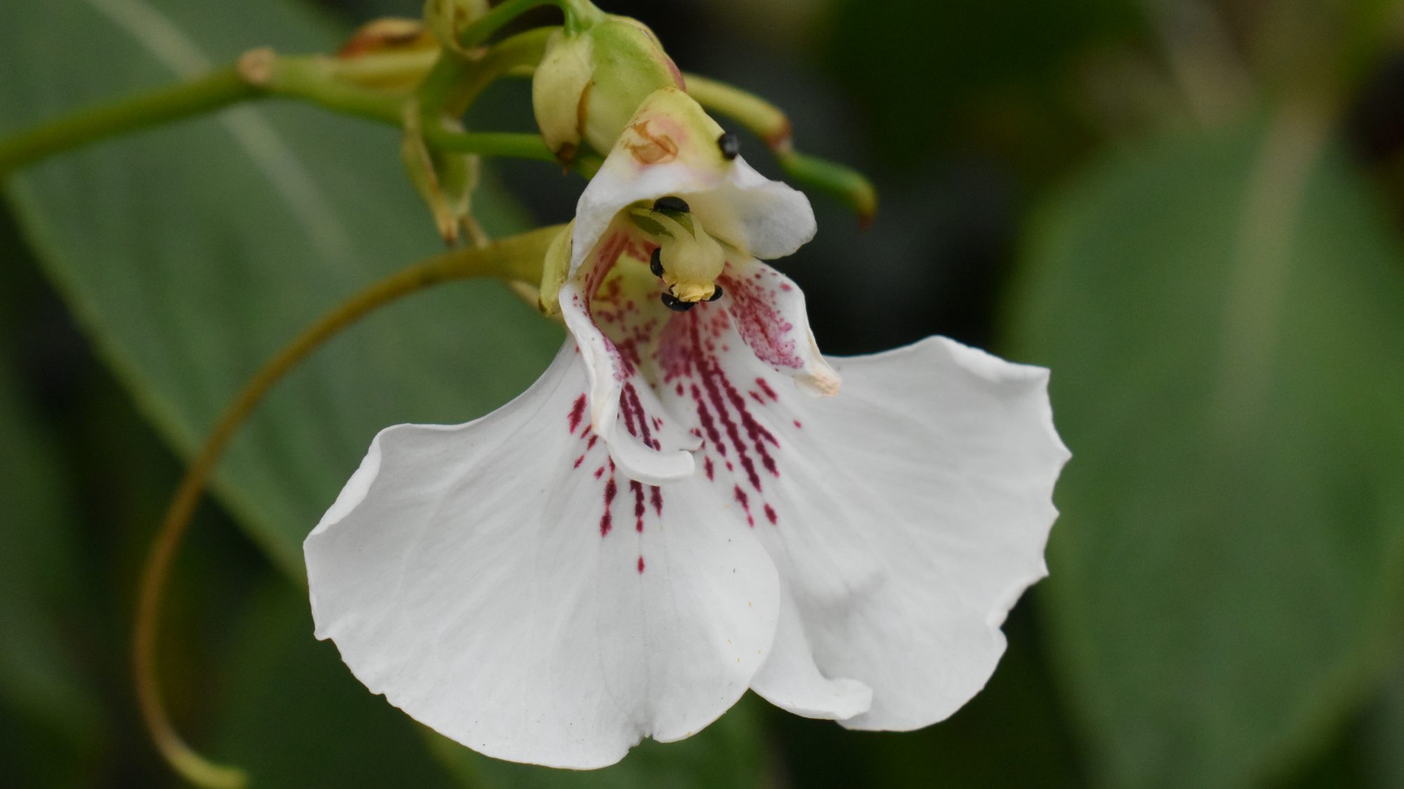 Impatiens tinctoria ssp. elegantissima