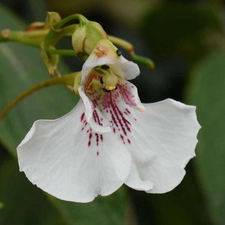 Impatiens tinctoria ssp. elegantissima