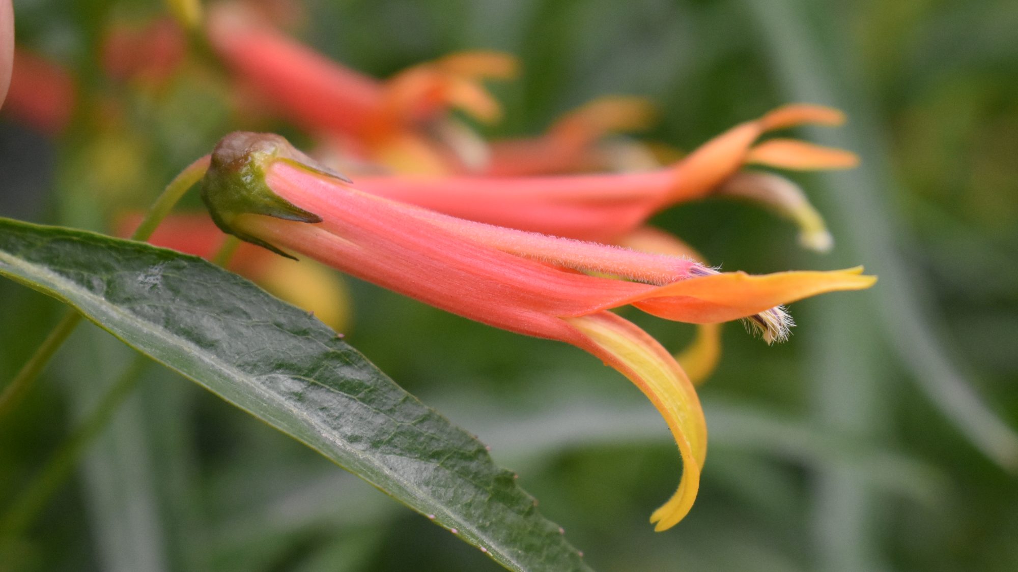 Lobelia laxiflora subvar. angustifolia