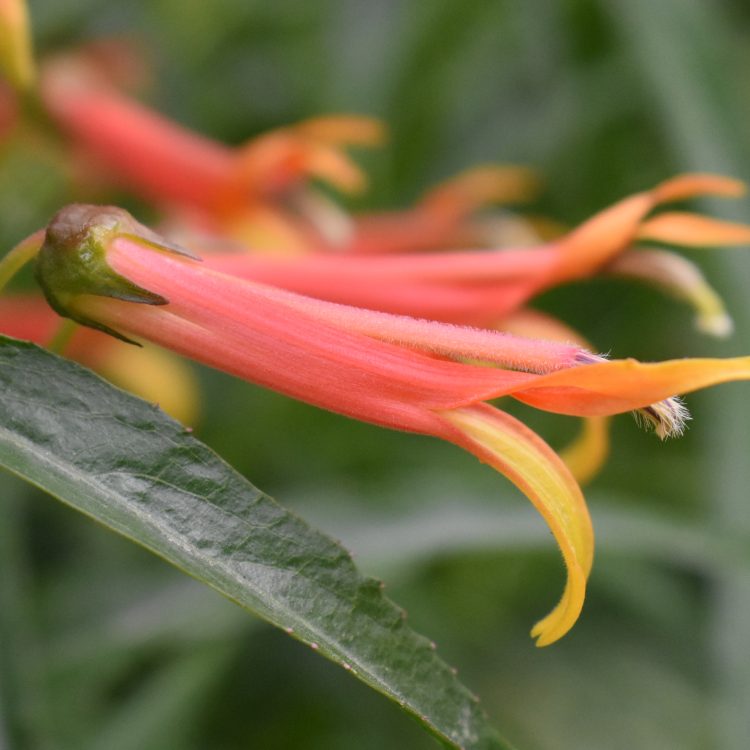 Lobelia laxiflora subvar. angustifolia