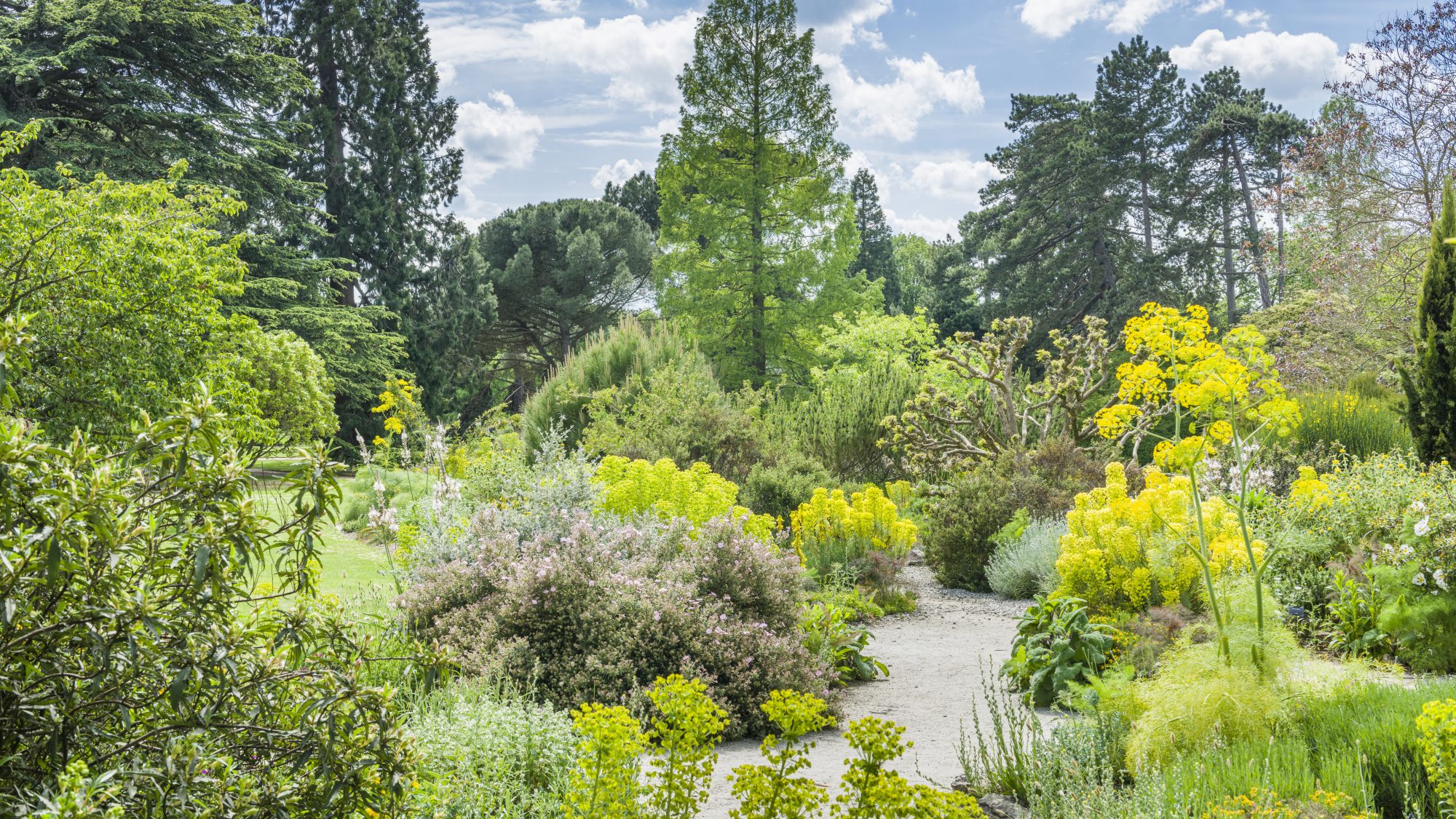 Mediterranean beds in their full summer glory. 
