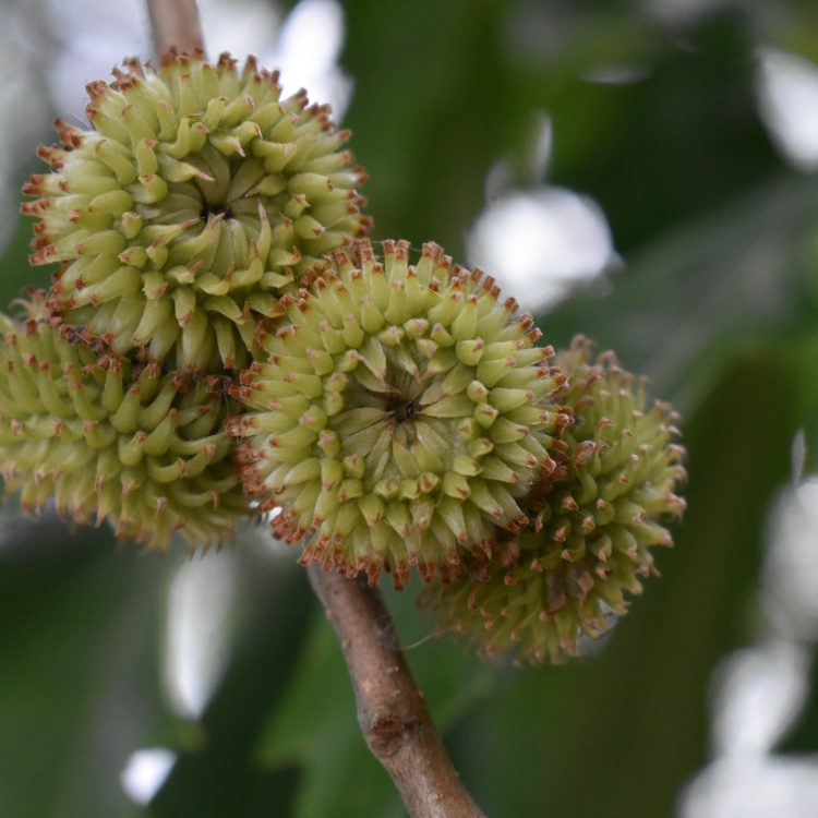 Quercus castaneifolia