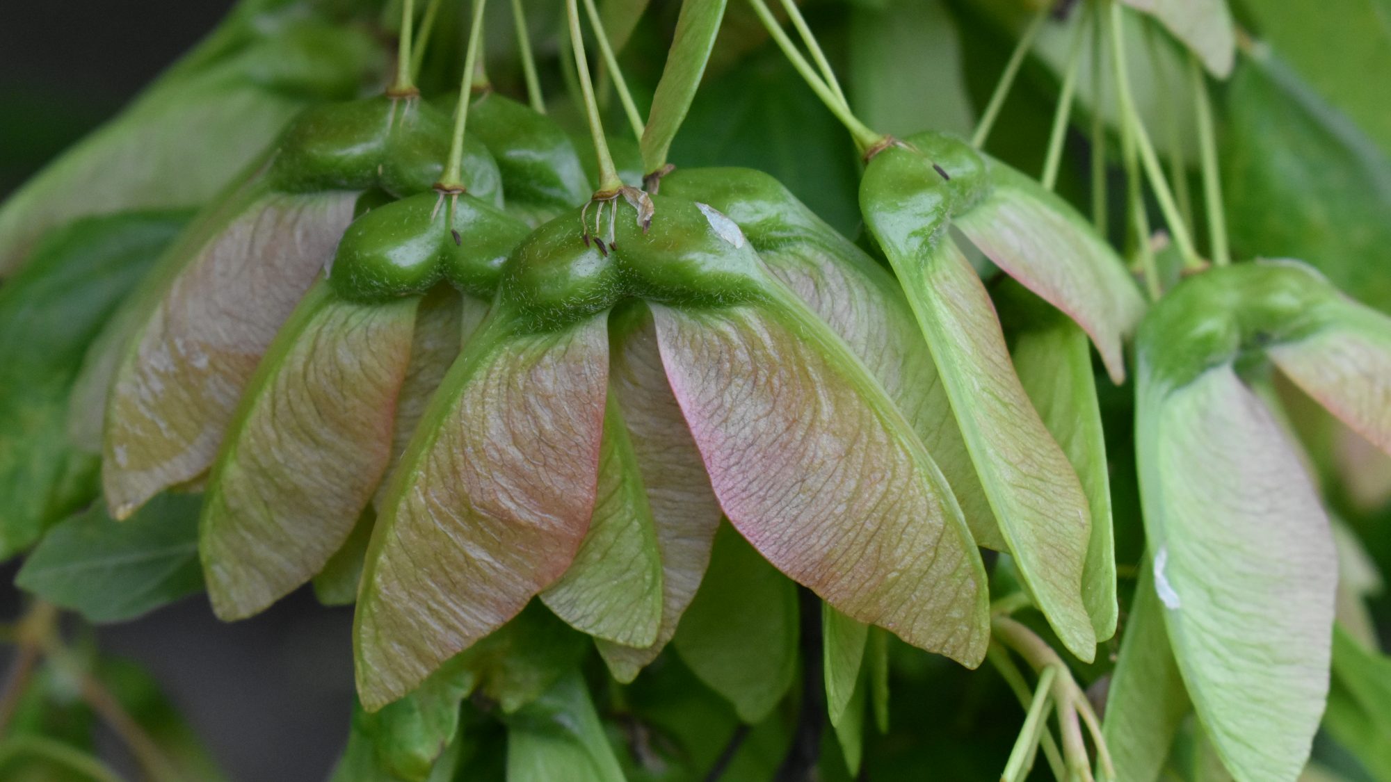 Acer opalus