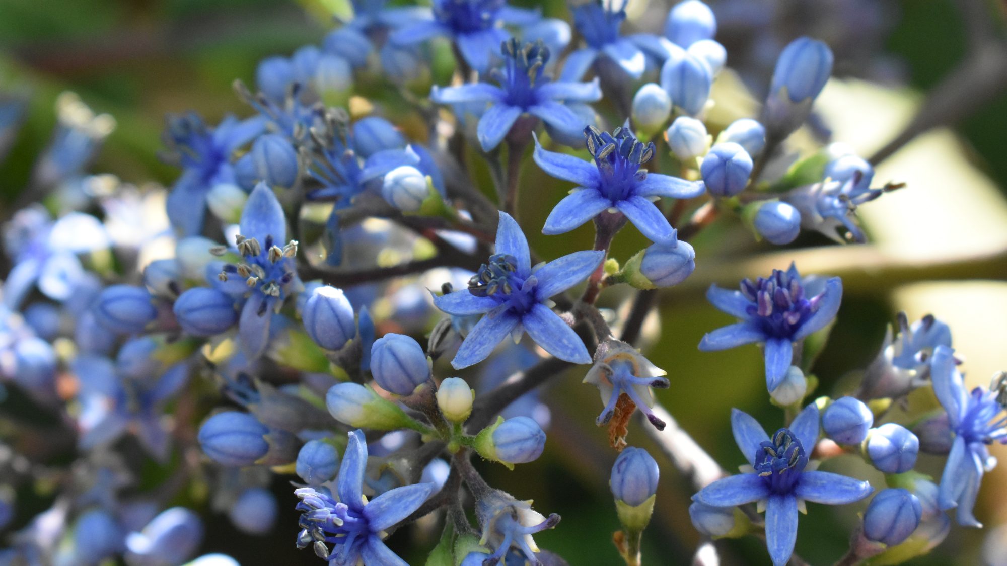 Blue panicle of star-shaped flowers.