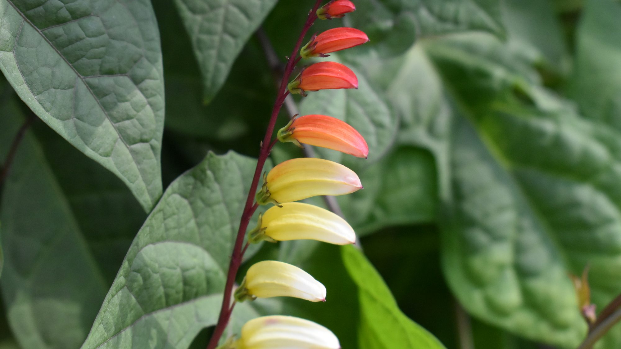 Ipomoea lobata