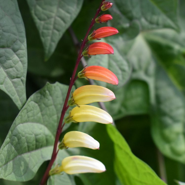Ipomoea lobata