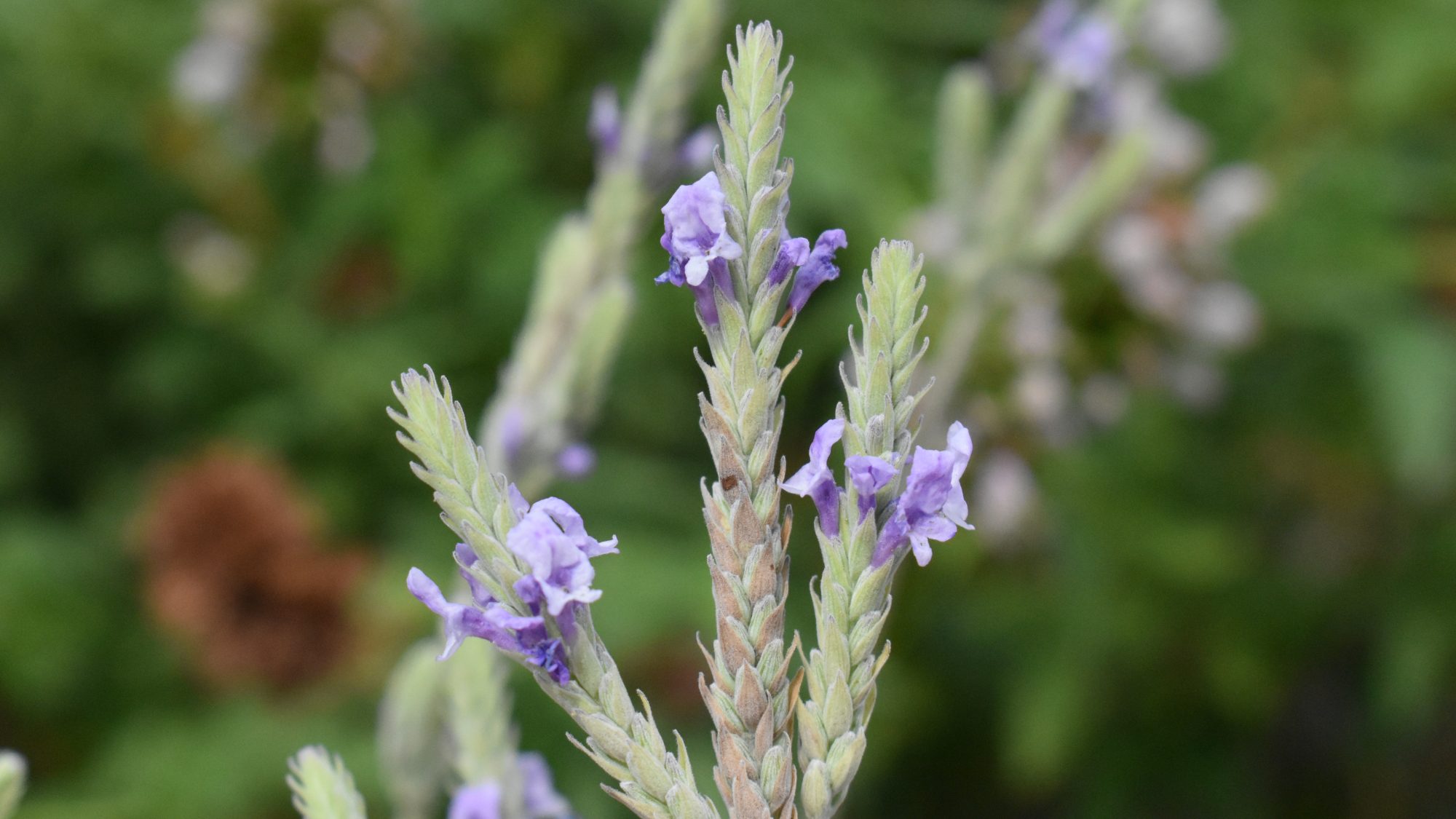 Lavandula pinnata