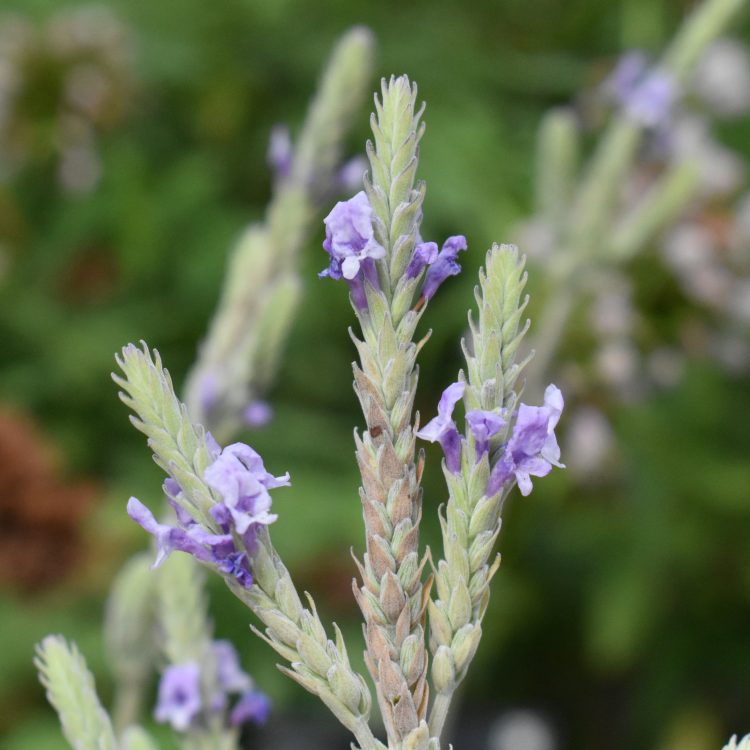 Lavandula pinnata
