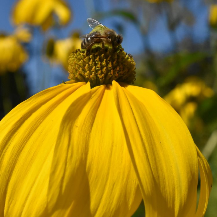 Rudbeckia laciniata ‘Herbstsonne’