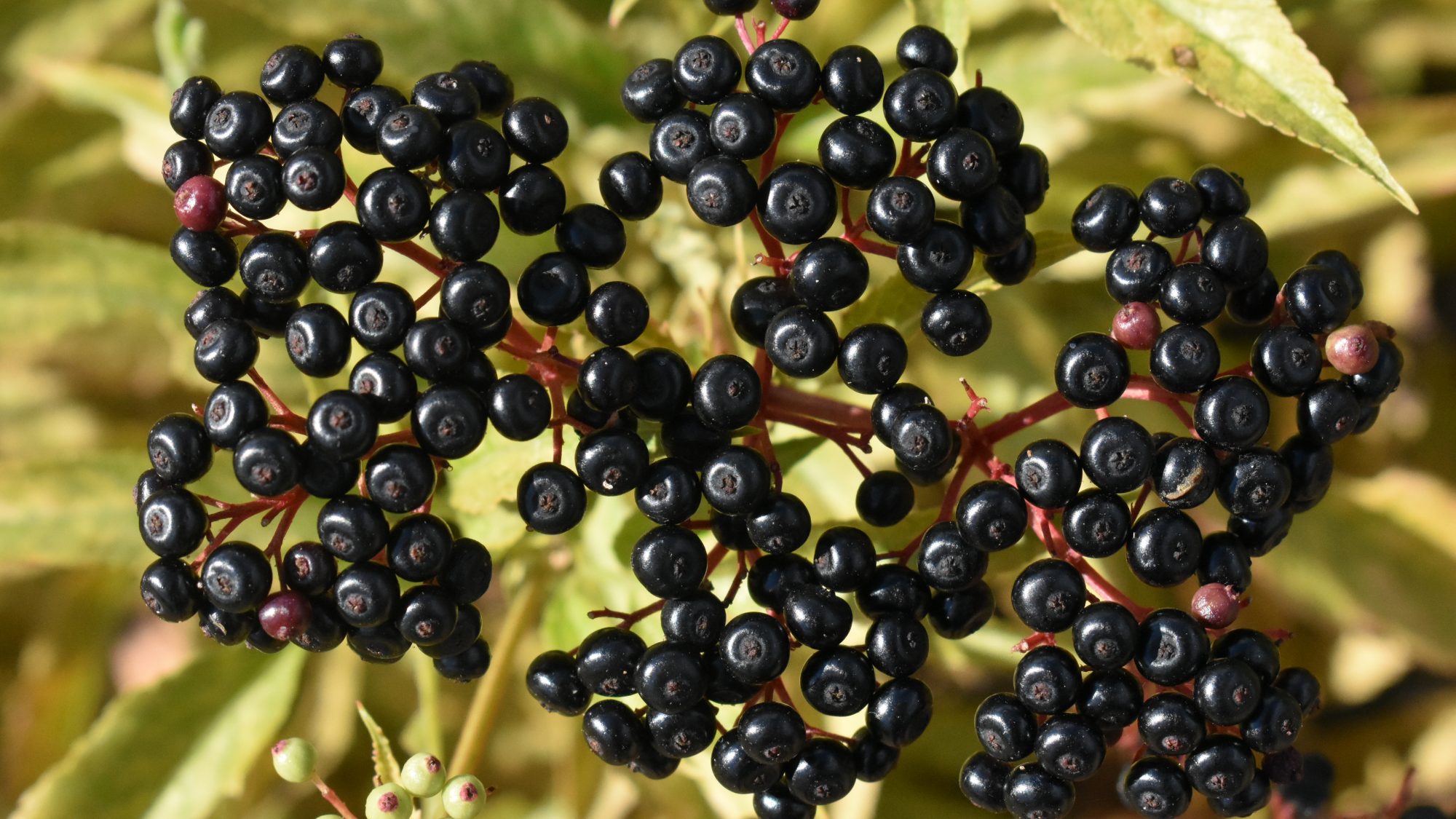Sambucus ebulus