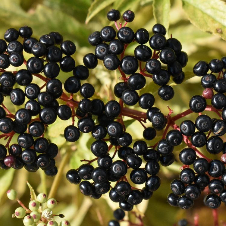 Sambucus ebulus