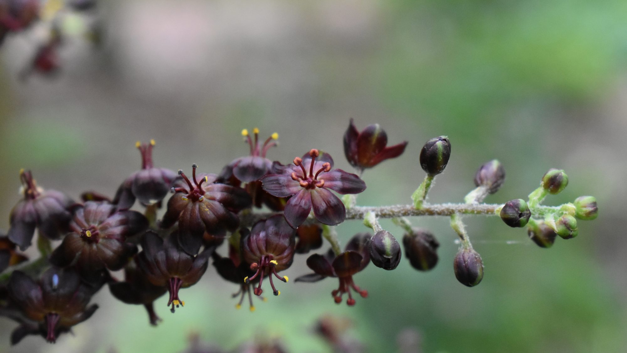 Spike of purple-red flowers.