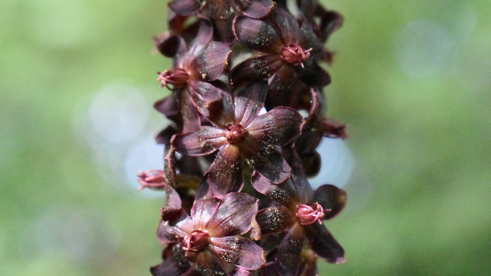 Spike of deep purple-red flowers.