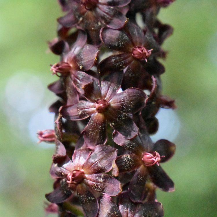 Veratrum nigrum