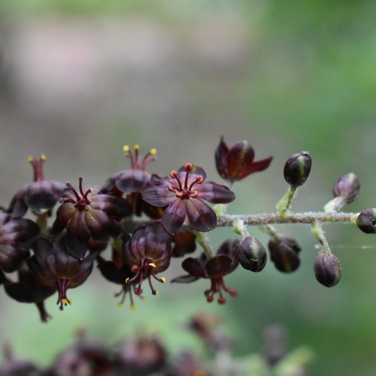 Veratrum nigrum
