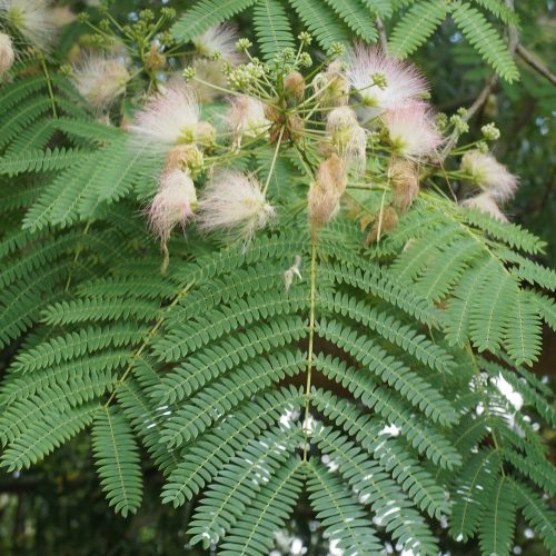 Persian Silk Tree