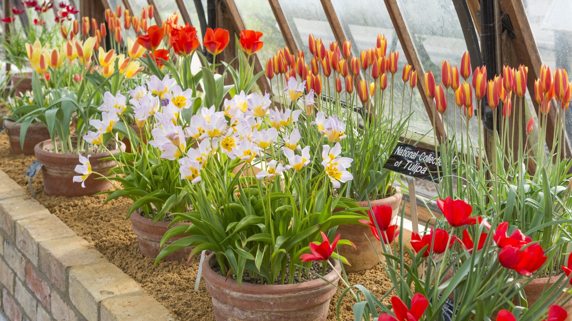 A row of red and orange tulips in the alpine glasshouse.