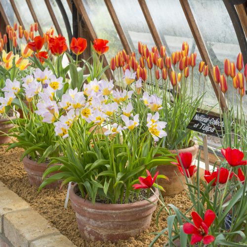 Tulips