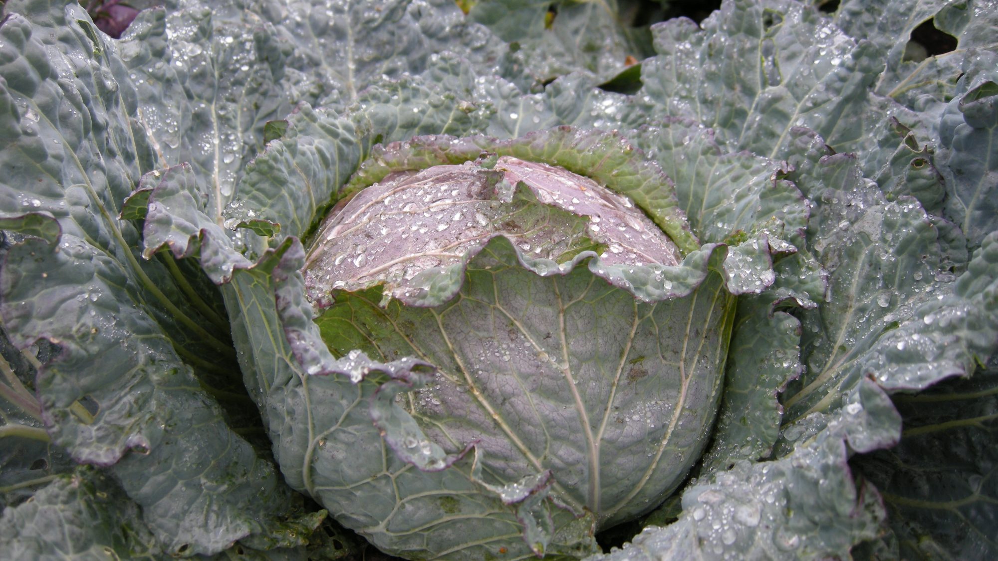 Water droplets on a greyish-green cabbage.