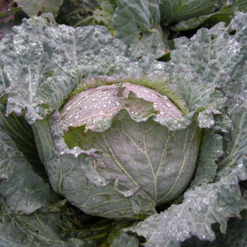 Cabbage