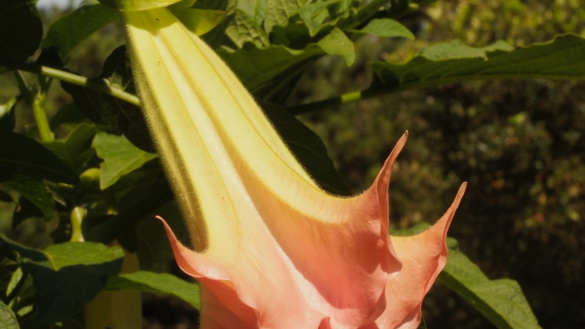 Pinky trumpet shaped flower surrounded by leaves.