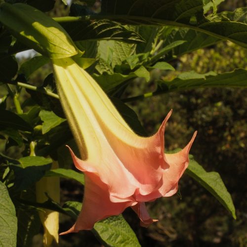 Angel's Trumpet